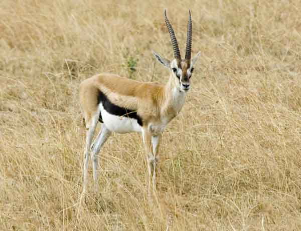 Gacela de Thomson - reserva nacional de Masai Mara - Kenia 1.jpg